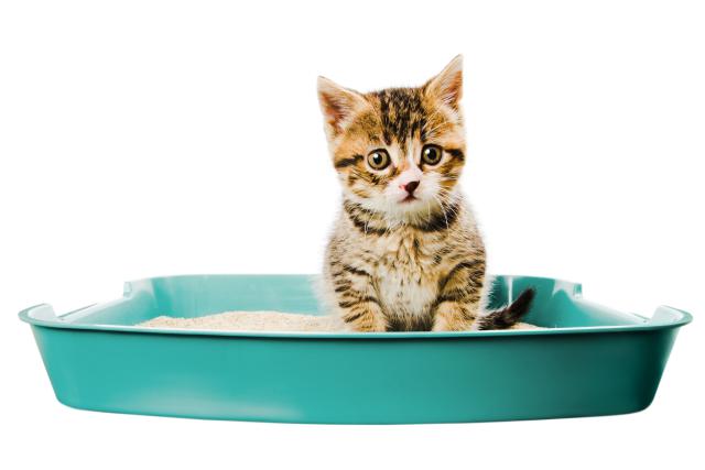 Kitten-in-Litterbox_Credit-GettyPerets